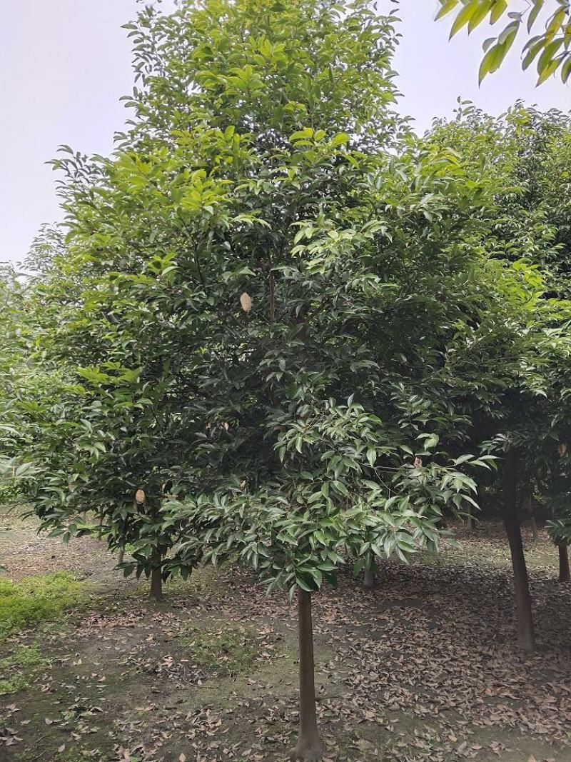 天竺桂，土桂，四川天竺桂基地出售，成都天竺桂批发价格