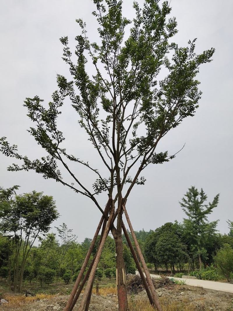 朴树，鸡屎树，四川朴树基地出售，成都朴树批发价格