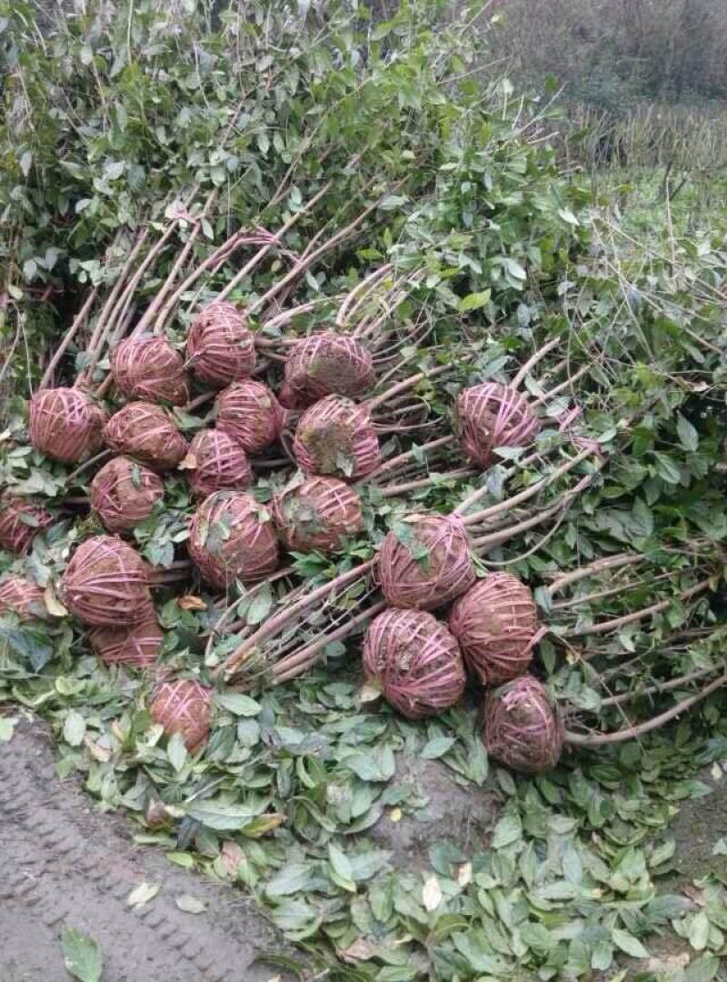 腊梅，金梅，四川腊梅基地出售，成都腊梅批发价格