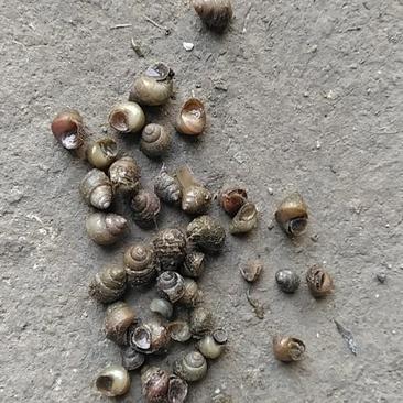 湖北监利淡水螺蛳，米螺籽螺，饲料螺，水蛭开口料，螃蟹养殖