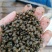湖北监利淡水螺蛳，米螺籽螺，饲料螺，水蛭开口料，螃蟹养殖