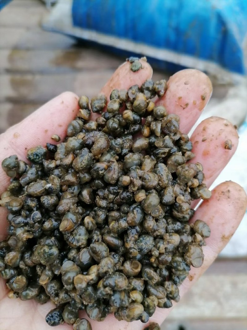 湖北监利淡水螺蛳，米螺籽螺，饲料螺，水蛭开口料，螃蟹养殖