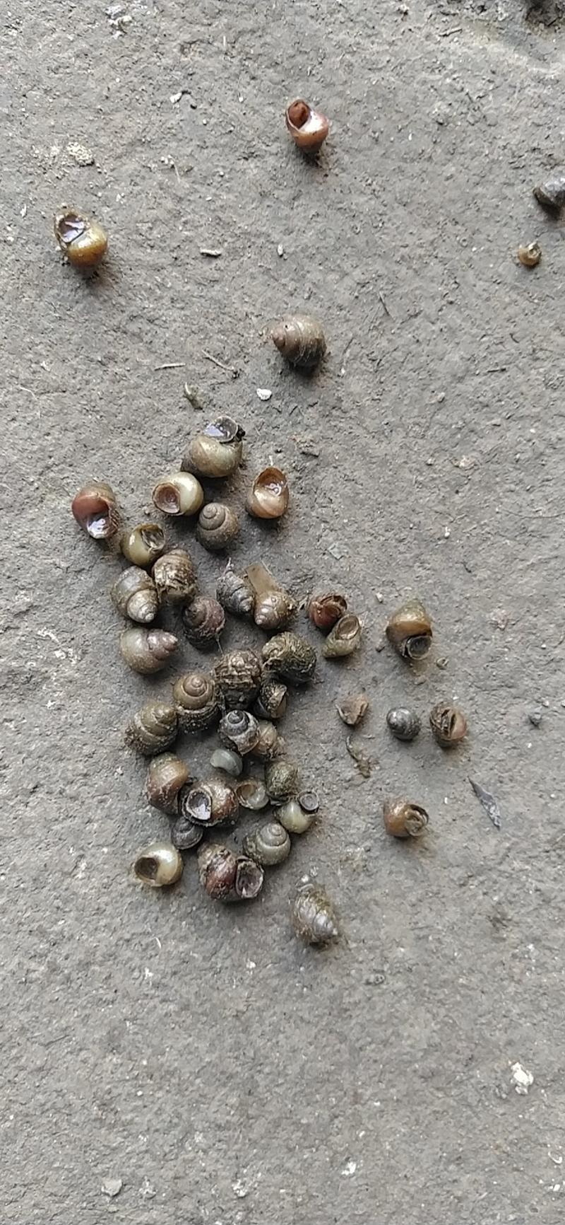湖北监利淡水螺蛳，米螺籽螺，饲料螺，水蛭开口料，螃蟹养殖