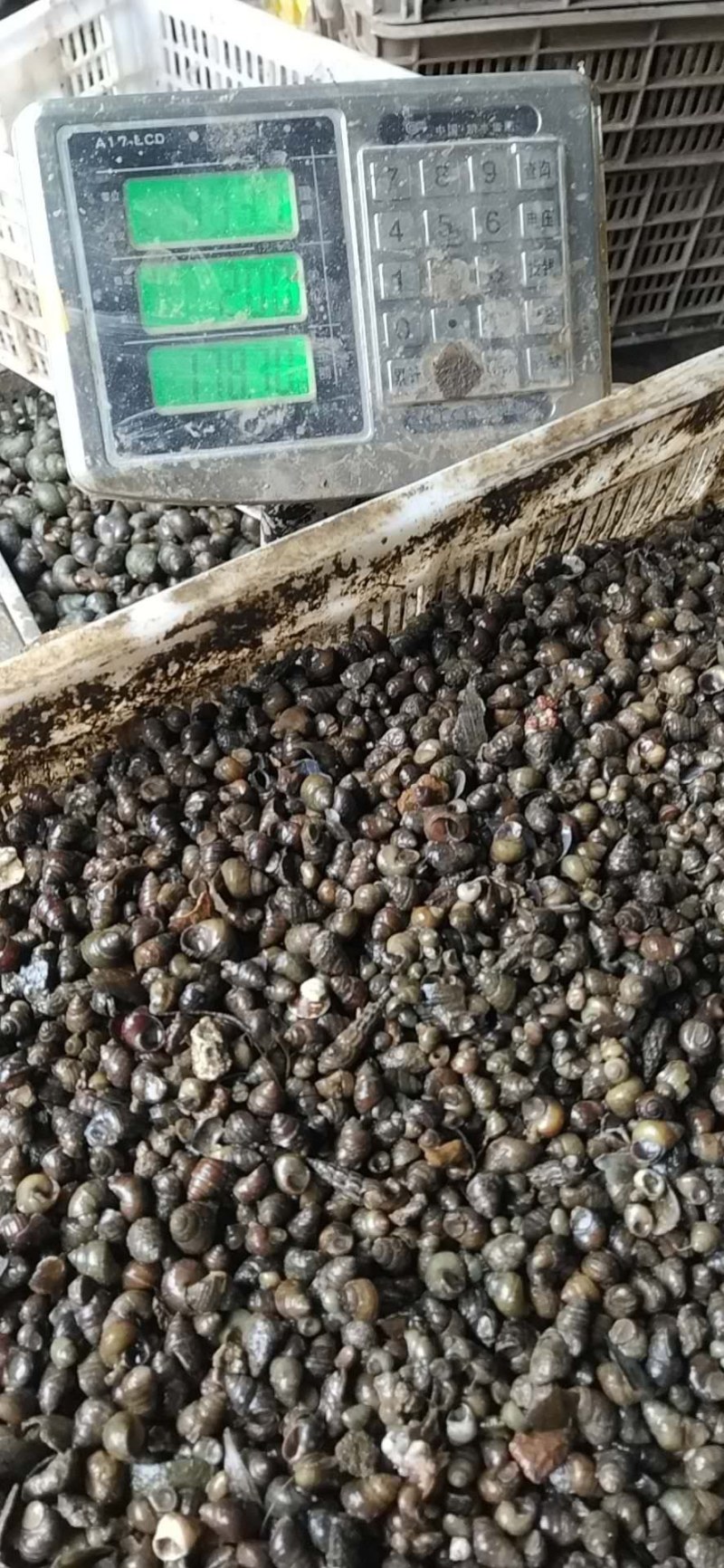 湖北监利淡水螺蛳，米螺籽螺，饲料螺，水蛭开口料，螃蟹养殖