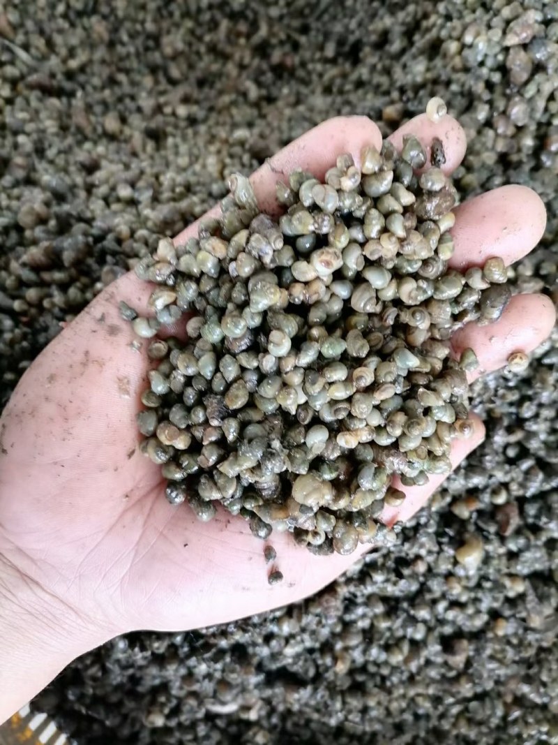 湖北监利淡水螺蛳，米螺籽螺，饲料螺，水蛭开口料，螃蟹养殖