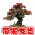 火棘盆景吉祥果盆栽满堂红绿植观果植物带果发货
