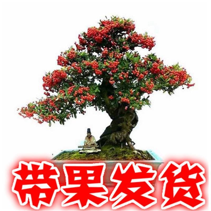 火棘盆景吉祥果盆栽满堂红绿植观果植物带果发货