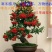 火棘盆景吉祥果盆栽满堂红绿植观果植物带果发货