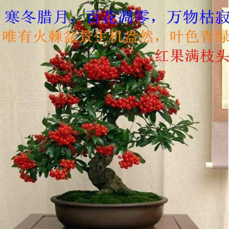 火棘盆景吉祥果盆栽满堂红绿植观果植物带果发货