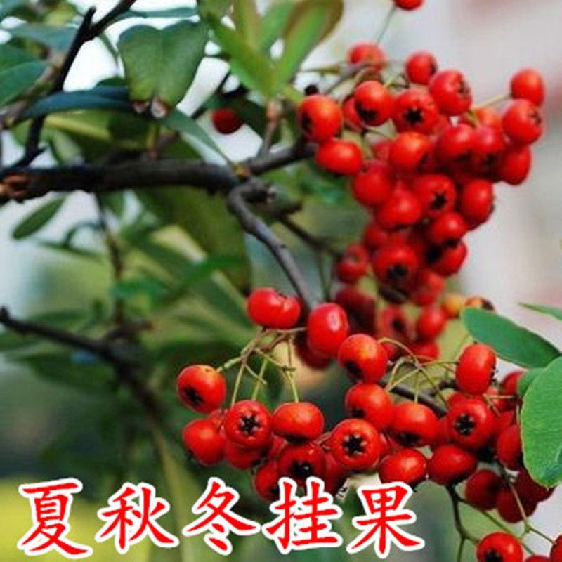 火棘盆景吉祥果盆栽满堂红绿植观果植物带果发货