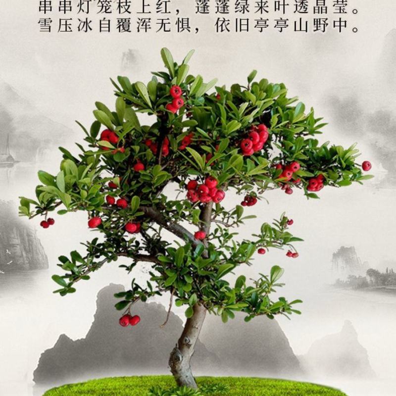 火棘盆景吉祥果盆栽满堂红绿植观果植物带果发货