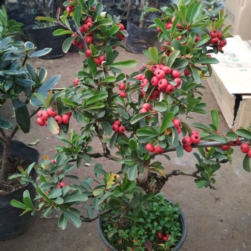 火棘盆景吉祥果盆栽满堂红绿植观果植物带果发货