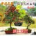 火棘盆景吉祥果盆栽满堂红绿植观果植物带果发货