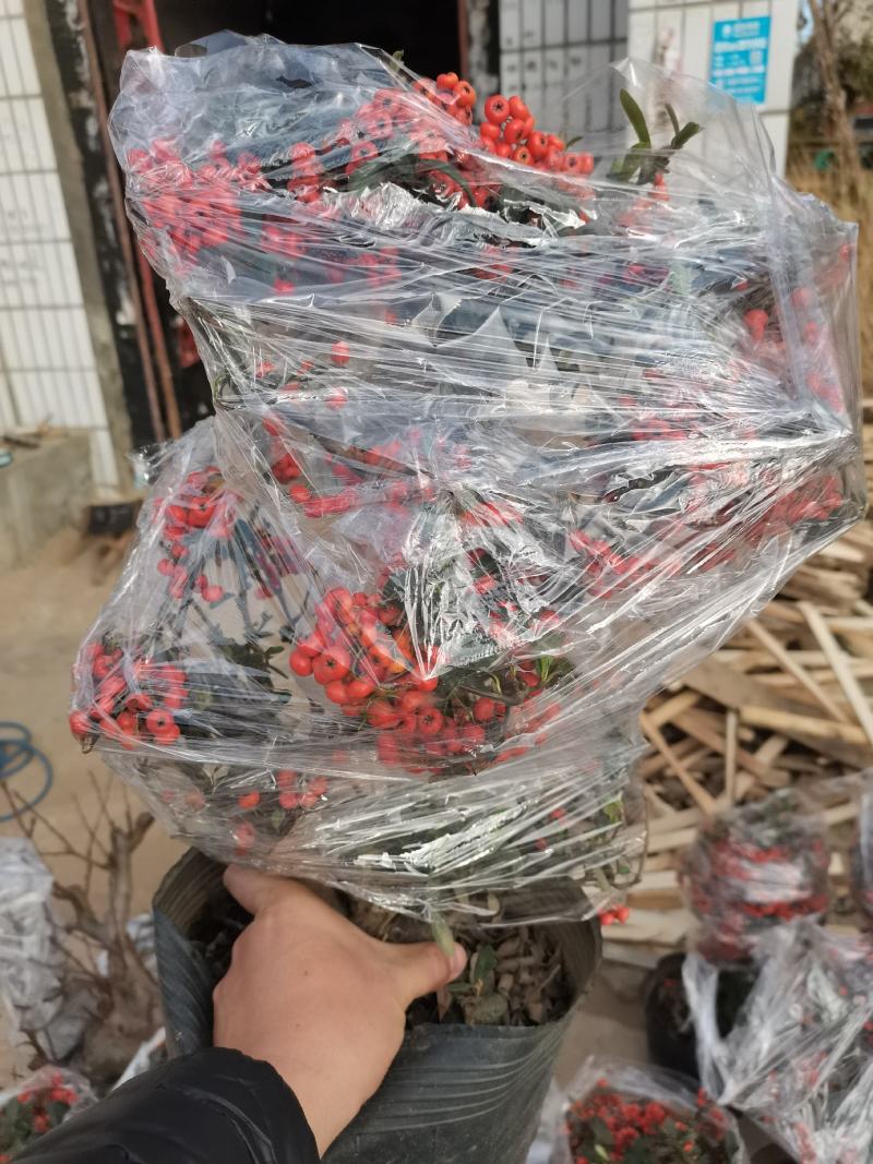 火棘盆景吉祥果盆栽满堂红绿植观果植物带果发货