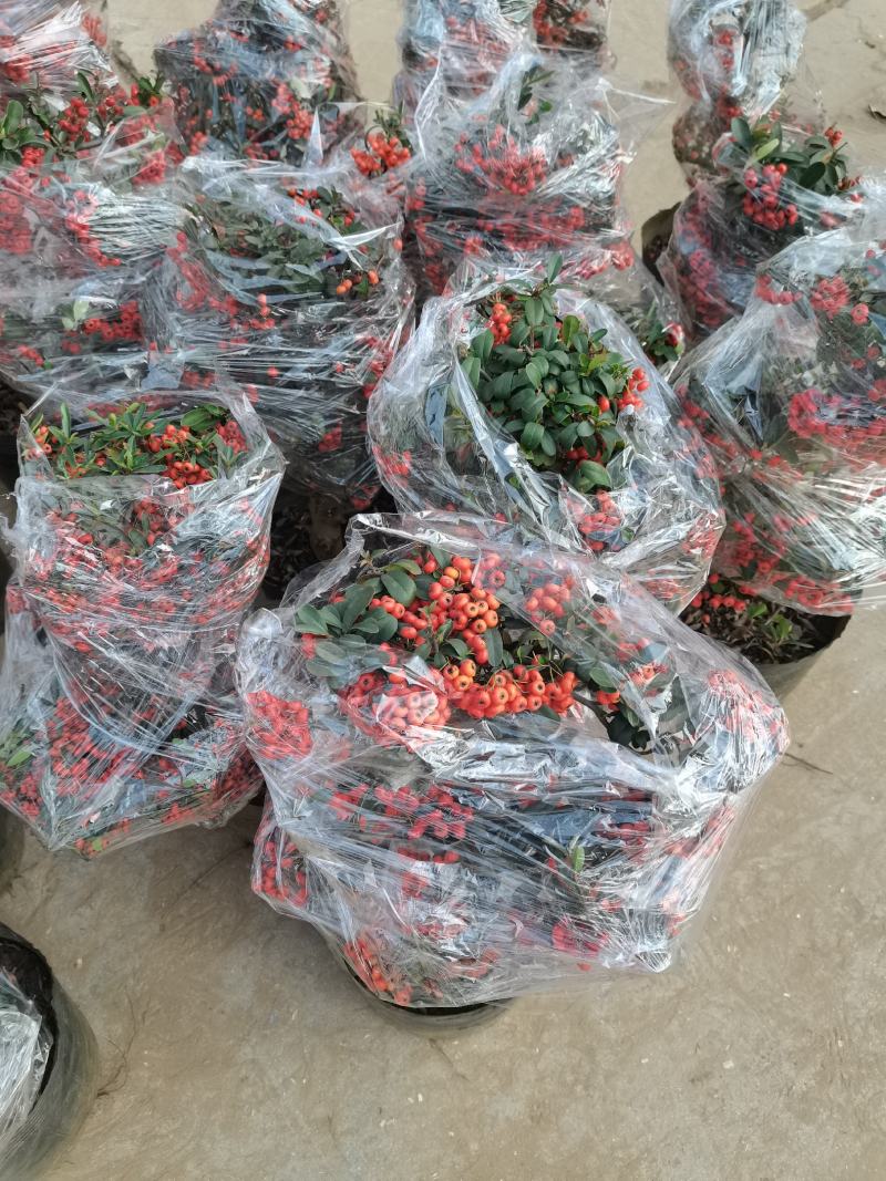 火棘盆景吉祥果盆栽满堂红绿植观果植物带果发货