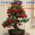 火棘盆景吉祥果盆栽满堂红绿植观果植物带果发货