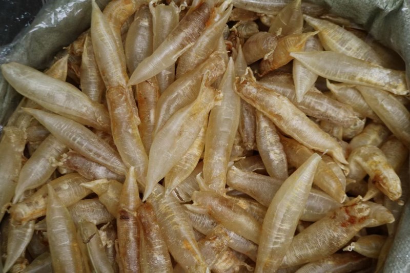 20头胀气金龙筒鱼胶花胶新鲜货足干不会发霉肉质好没有破洞
