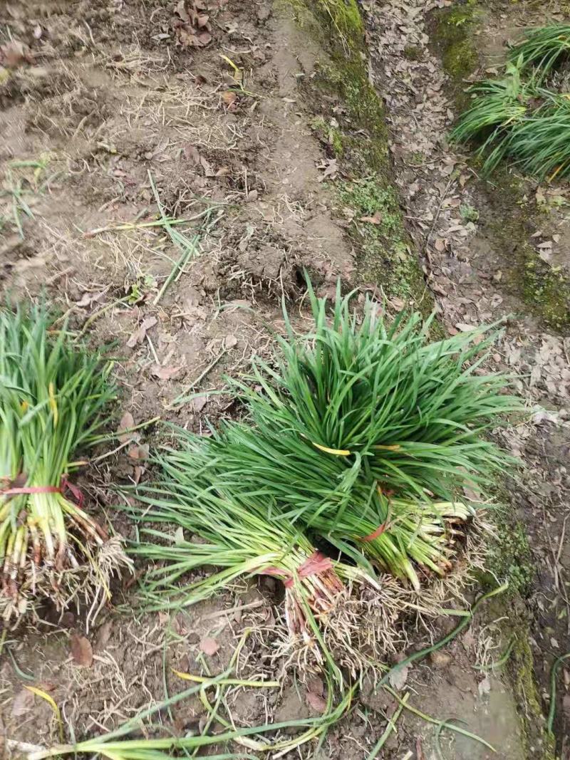 紫娇花，四川优质紫娇花种植基地出售，成都紫娇花批发价格