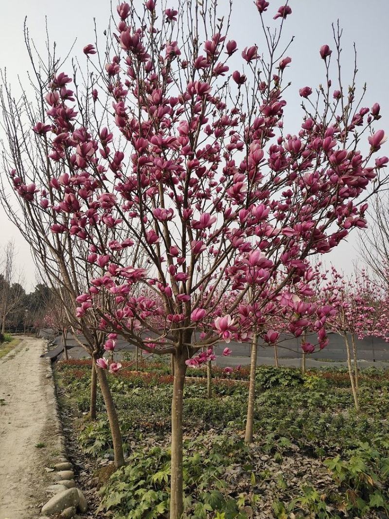 红花玉兰，五峰玉兰，四川红花玉兰基地，成都红花玉兰批发价