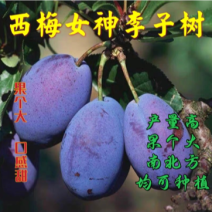 西梅女神李子苗果个大口感甜适合南北方种植