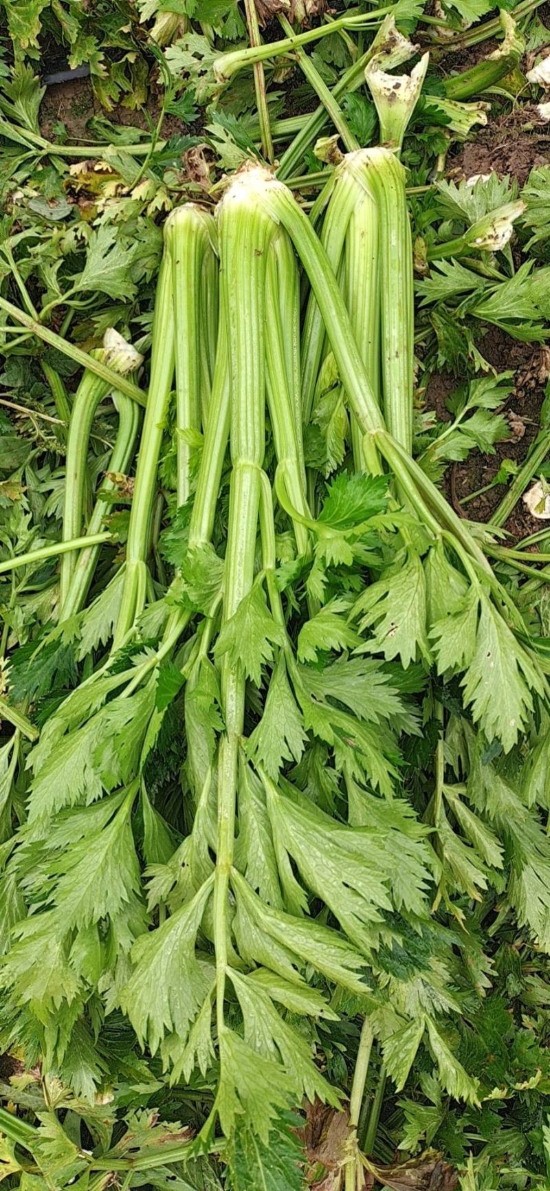 郭云农产品购销，专业代发，适合加工厂的货源，专供水饺厂货