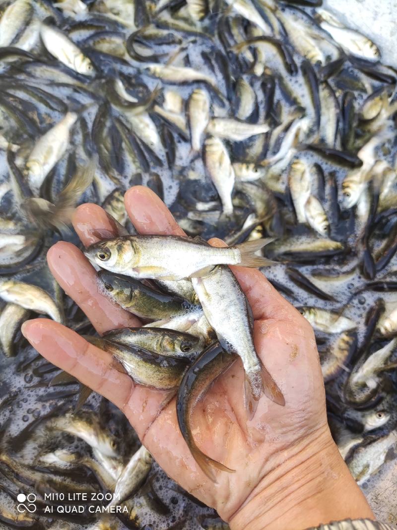 大头鱼苗