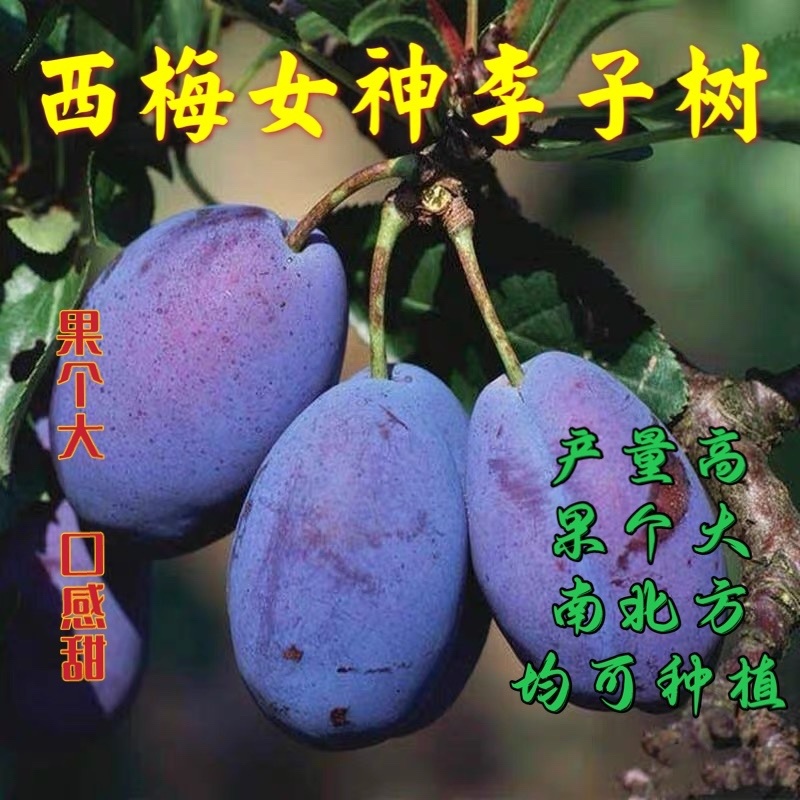 西梅女神李子苗果个大口感甜适合南北方种植