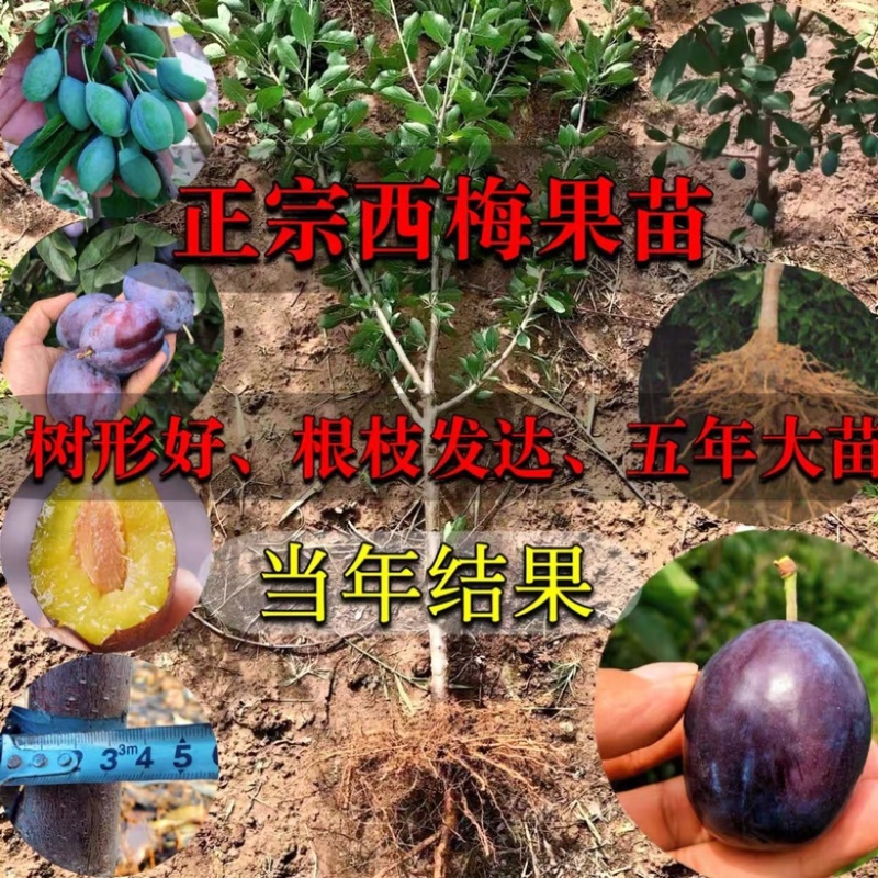 西梅女神李子苗果个大口感甜适合南北方种植