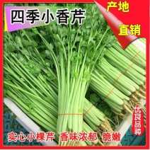 山东【芹菜产地直销】细根实心芹菜西芹玻璃脆价格便宜