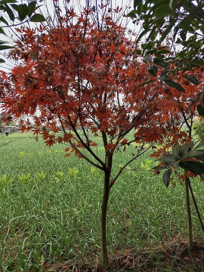 红枫，优质红枫树，四川红枫基地出售，成都红枫批发价格
