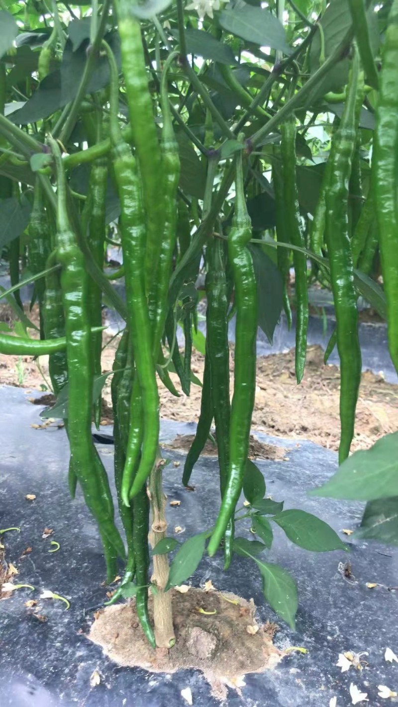 线椒
