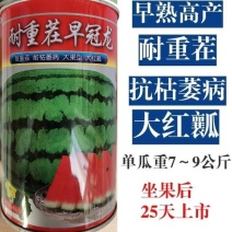 【早熟耐重茬】耐重茬早冠龙西瓜种子大红瓤特抗病25天
