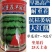 【早熟耐重茬】耐重茬早冠龙西瓜种子大红瓤特抗病25天