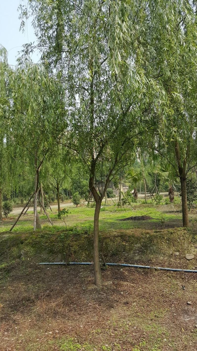 柳树，垂柳，四川柳树基地出售，成都柳树批发价格