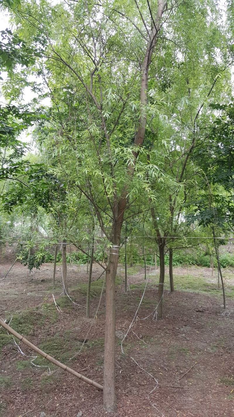 柳树，垂柳，四川柳树基地出售，成都柳树批发价格