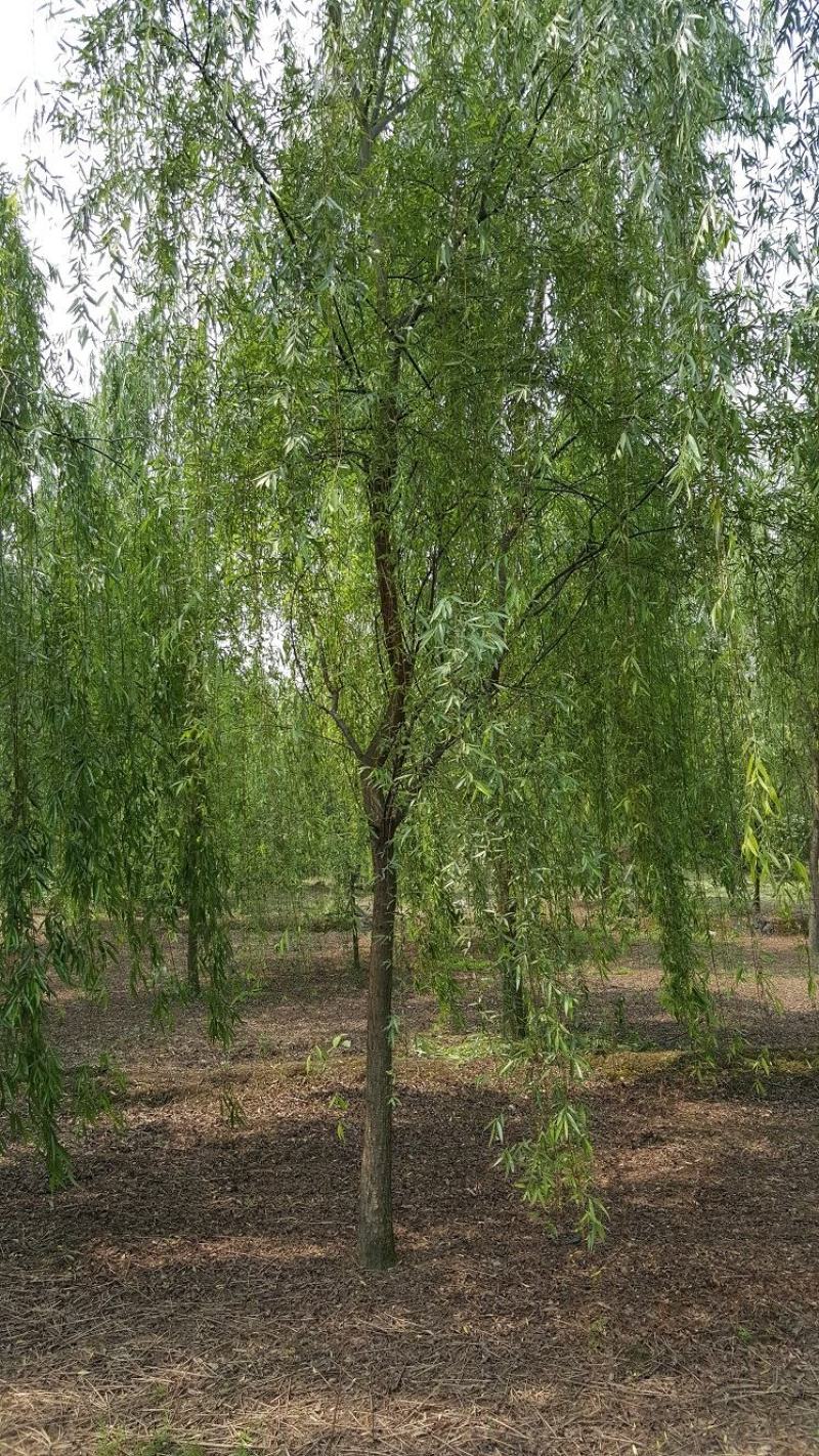 柳树，垂柳，四川柳树基地出售，成都柳树批发价格