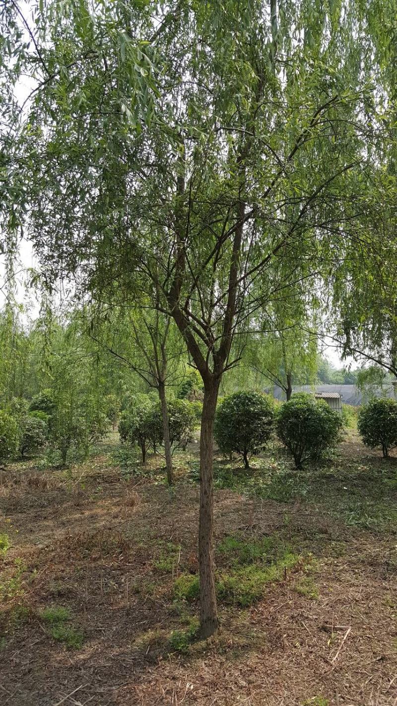 柳树，垂柳，四川柳树基地出售，成都柳树批发价格