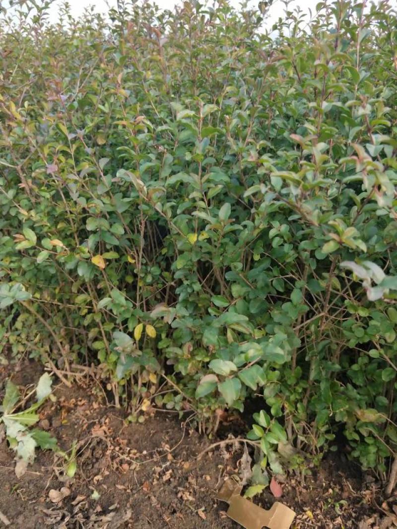 小叶女贞地栽苗40-60高度量大，沭阳基地现货无中间商差