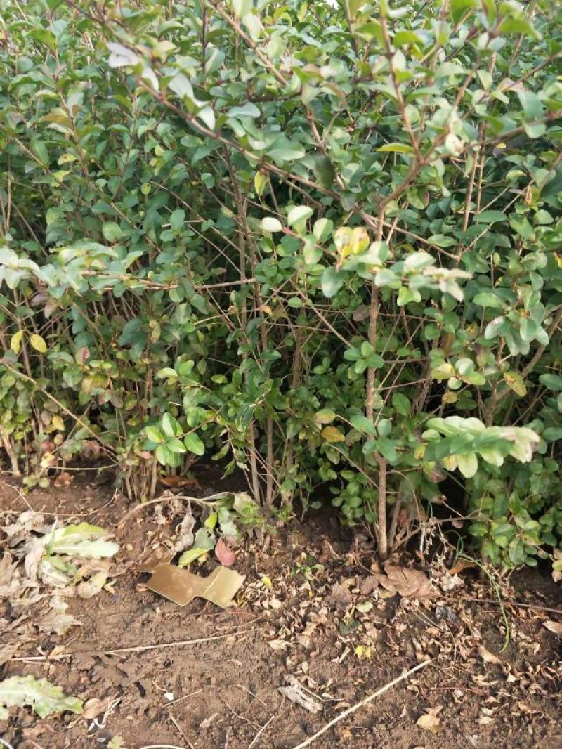 小叶女贞地栽苗40-60高度量大，沭阳基地现货无中间商差