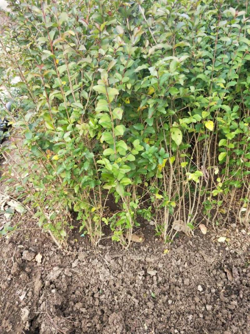 小叶女贞地栽苗40-60高度量大，沭阳基地现货无中间商差