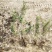 小叶女贞地栽苗40-60高度量大，沭阳基地现货无中间商差