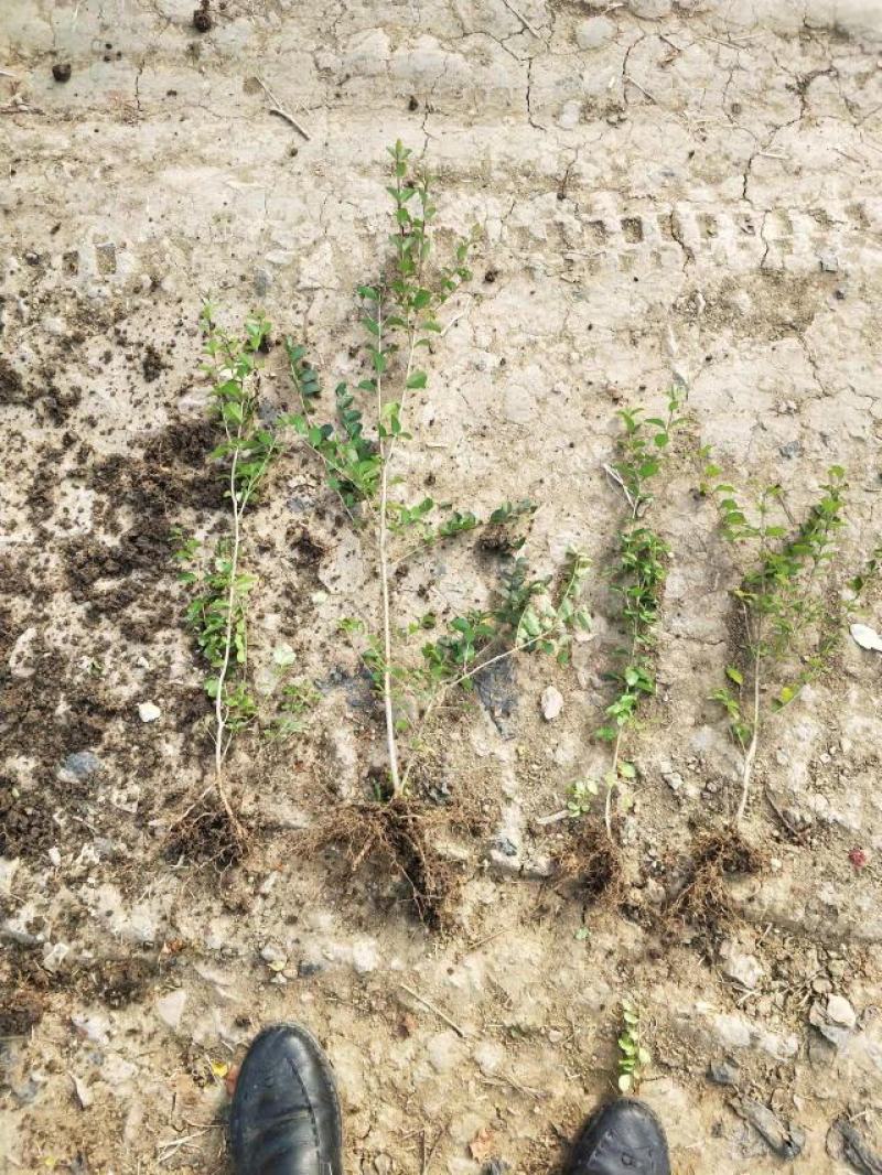 小叶女贞地栽苗40-60高度量大，沭阳基地现货无中间商差