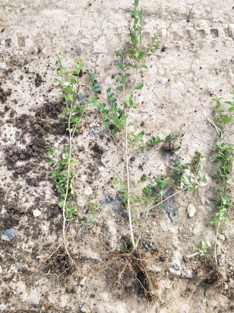 小叶女贞地栽苗40-60高度量大，沭阳基地现货无中间商差