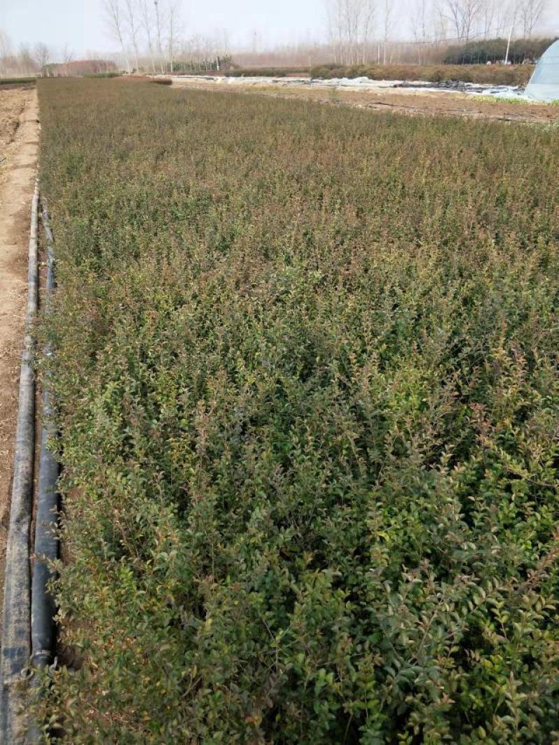 小叶女贞地栽苗40-60高度量大，沭阳基地现货无中间商差