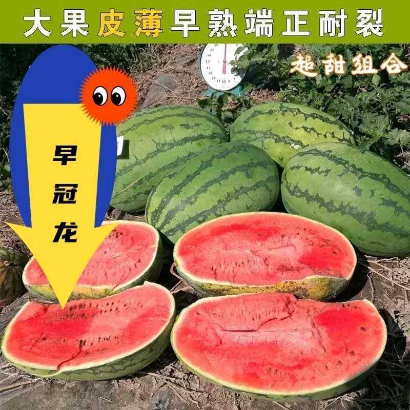 【早熟耐重茬】耐重茬早冠龙西瓜种子大红瓤特抗病25天