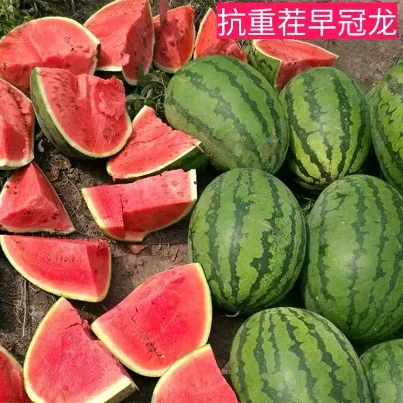 【早熟耐重茬】耐重茬早冠龙西瓜种子大红瓤特抗病25天