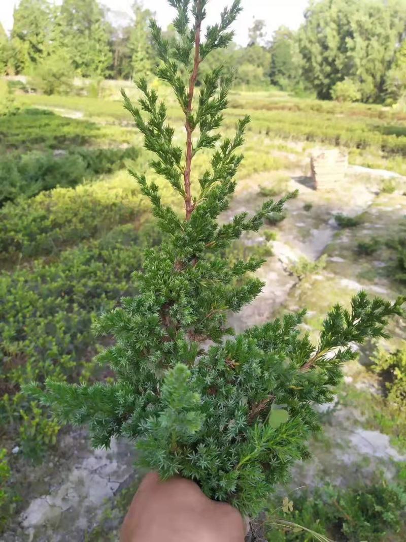 优质铺地柏供应，四川铺地柏基地出售，成都铺地柏批发价格