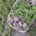 优质铺地柏供应，四川铺地柏基地出售，成都铺地柏批发价格