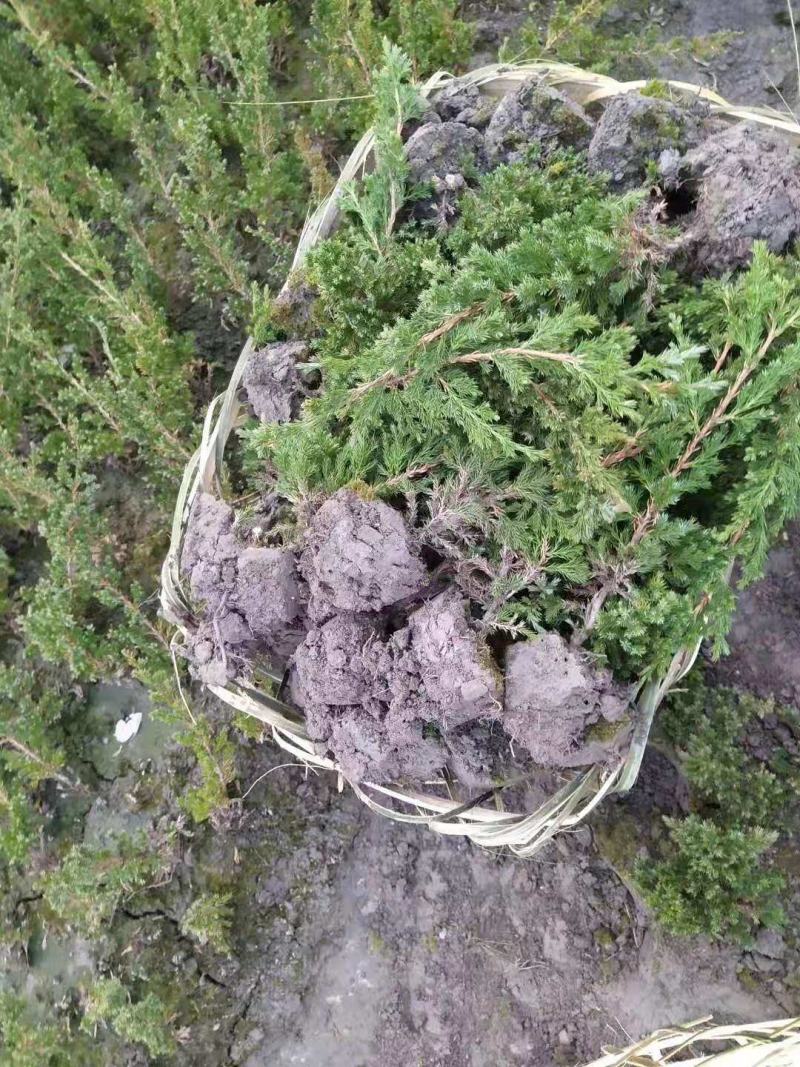 优质铺地柏供应，四川铺地柏基地出售，成都铺地柏批发价格