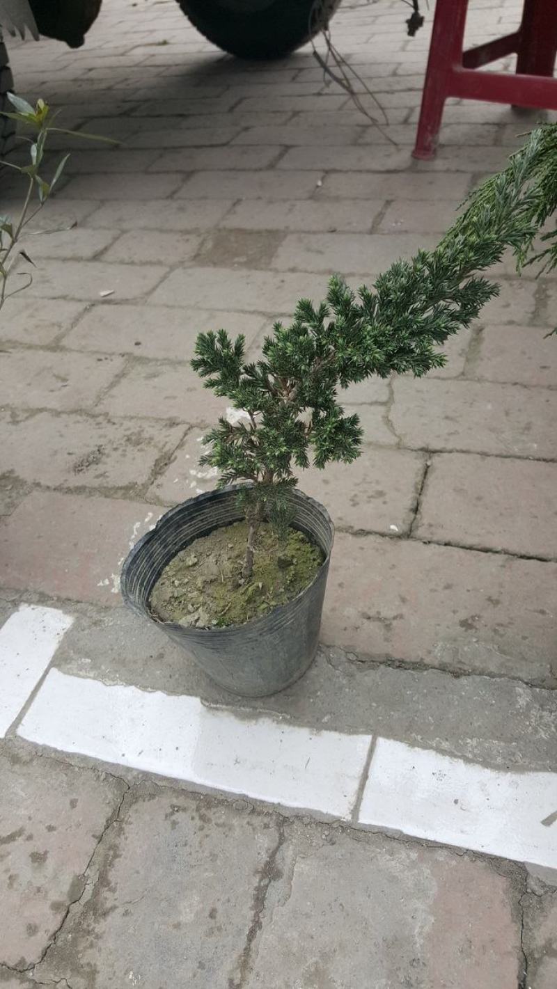 优质铺地柏供应，四川铺地柏基地出售，成都铺地柏批发价格
